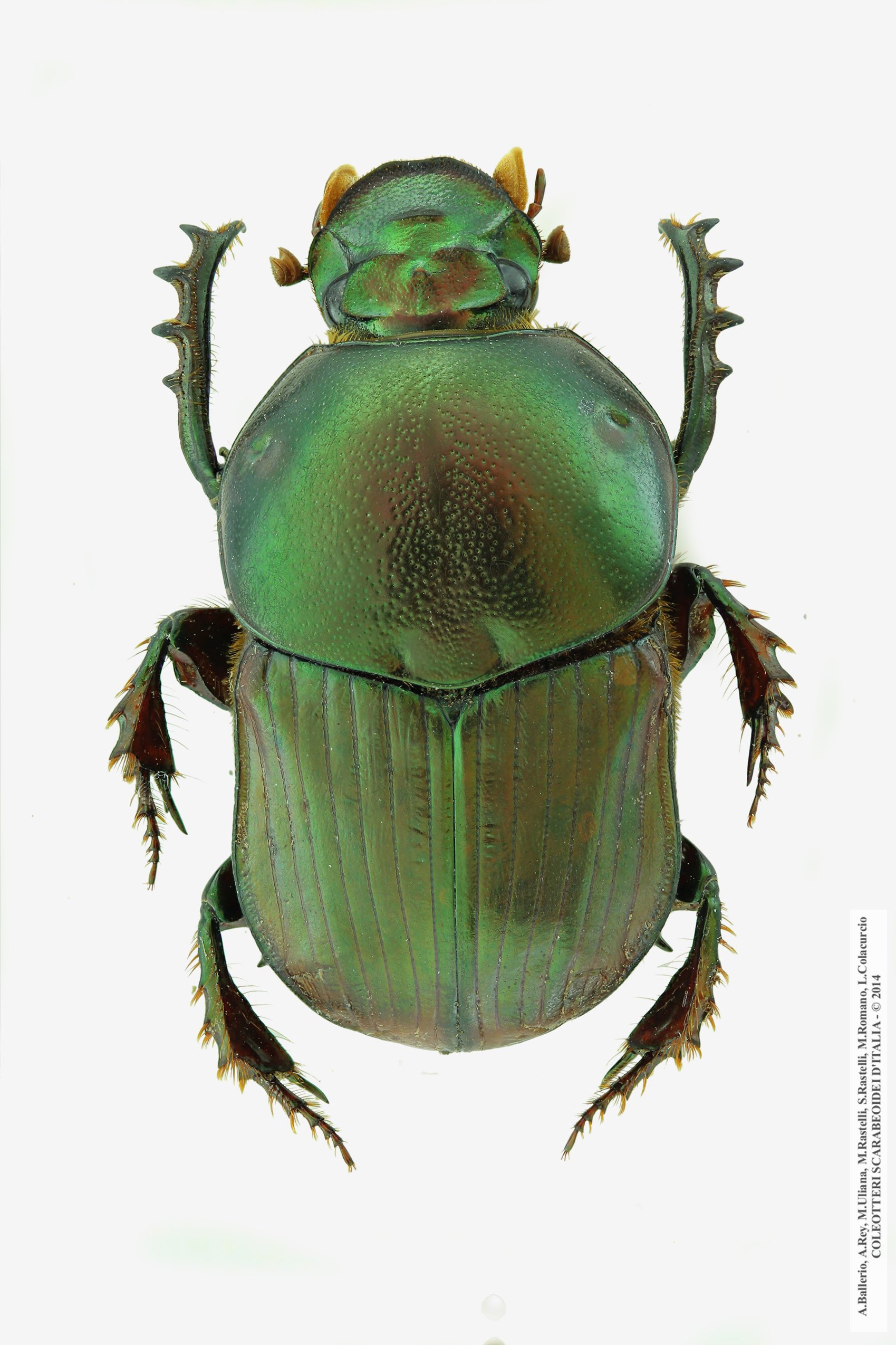 Onitis alexis septentrionalis, maschio